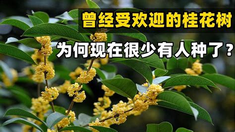 種桂花|【種桂花】桂花種植不藏私！從新手到達人，在家就能。